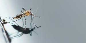 Mosquitoes & Flies Control