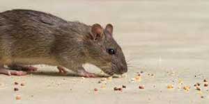 Rat & Rodent Control